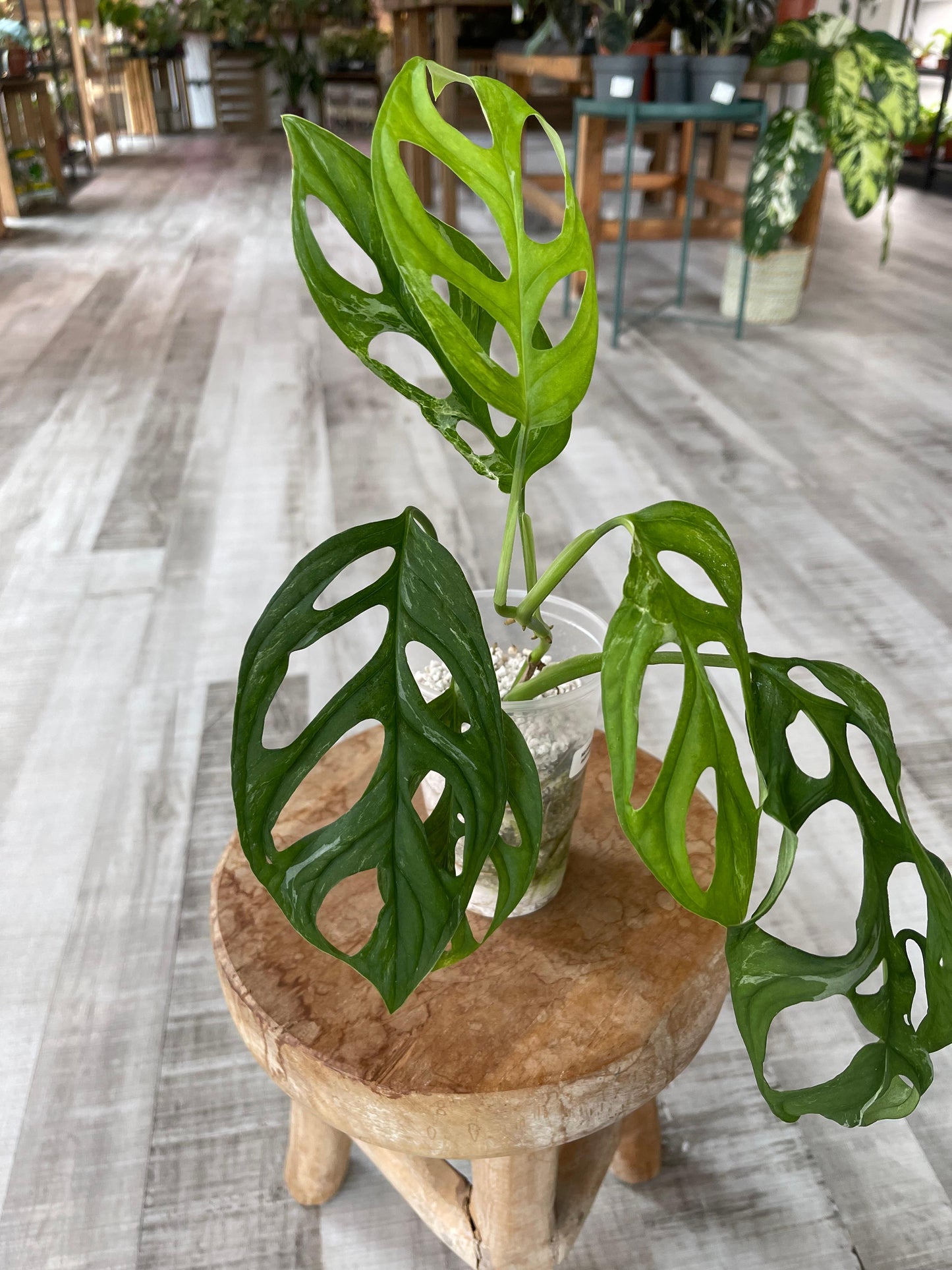 Monstera adansonii Indonesian marble (JP1)