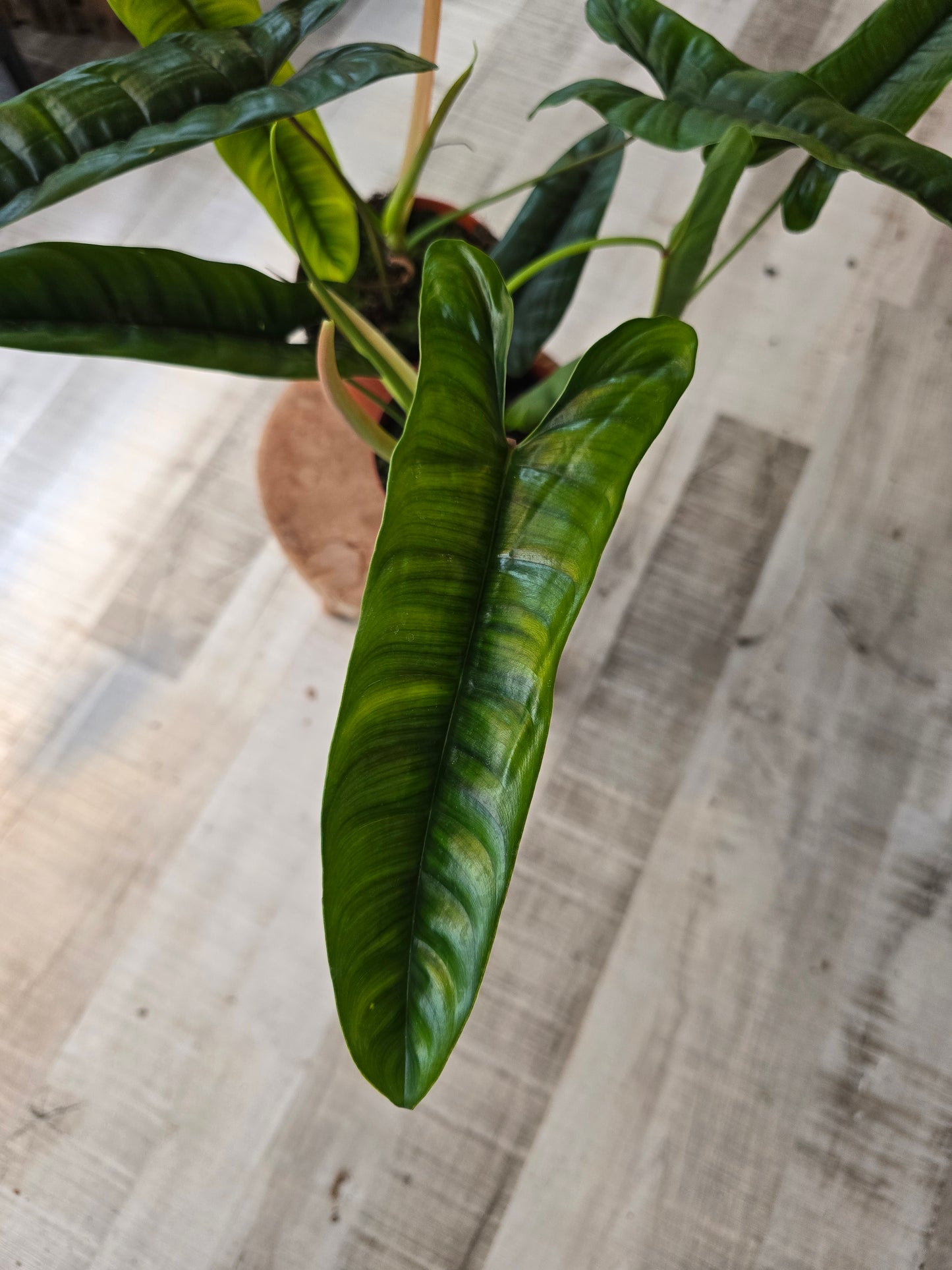 Philodendron Felix