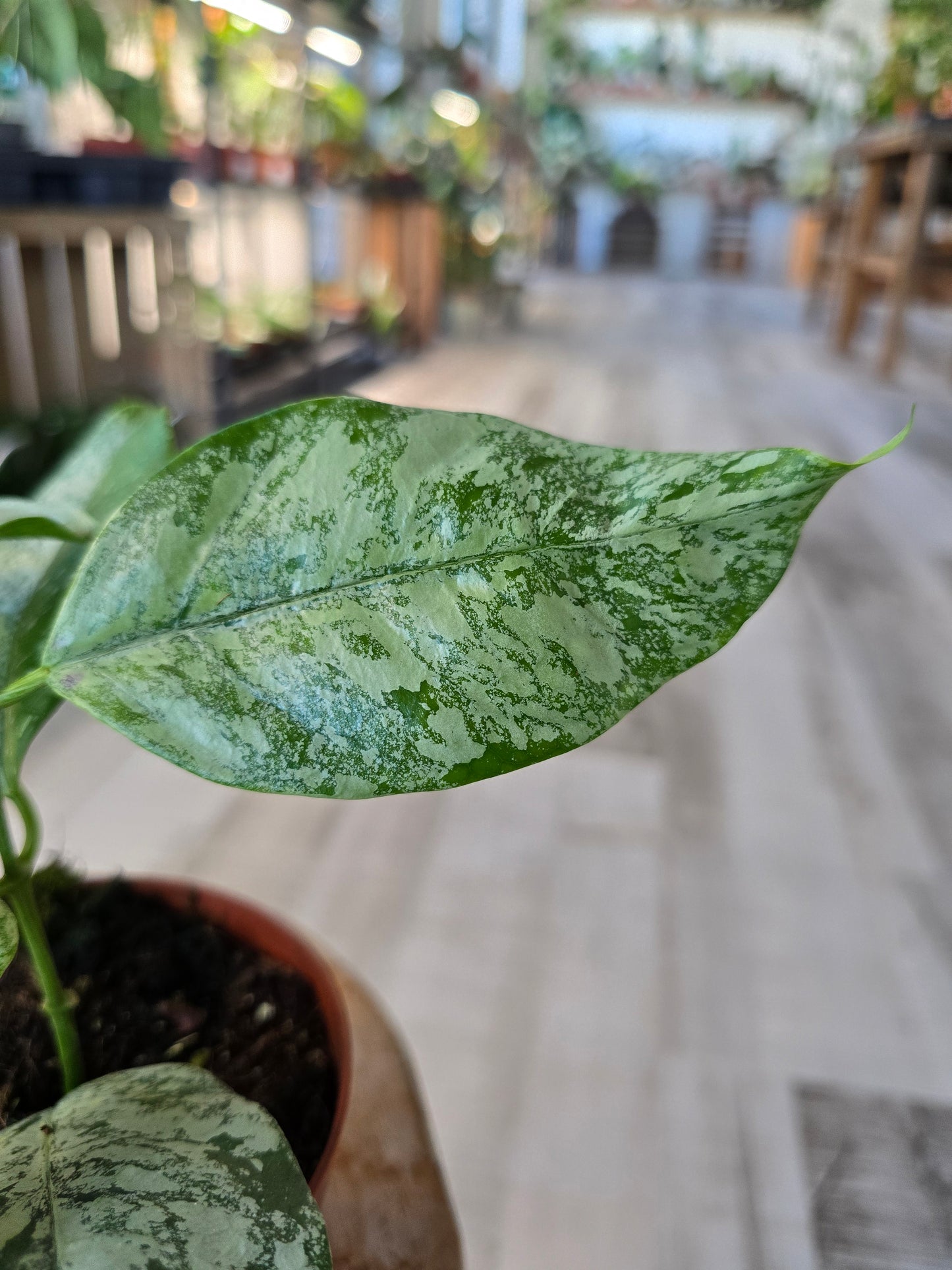 Hoya coriacea silver