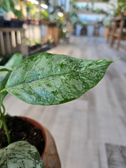 Hoya coriacea silver