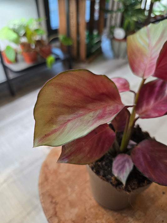 Calathea 'Silver Plate'