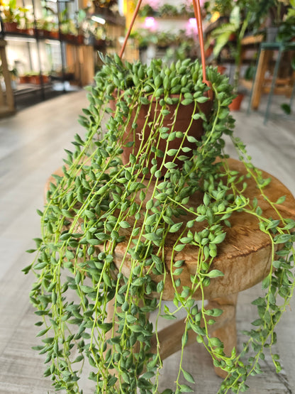 Senecio herreianus - Tränenschnur