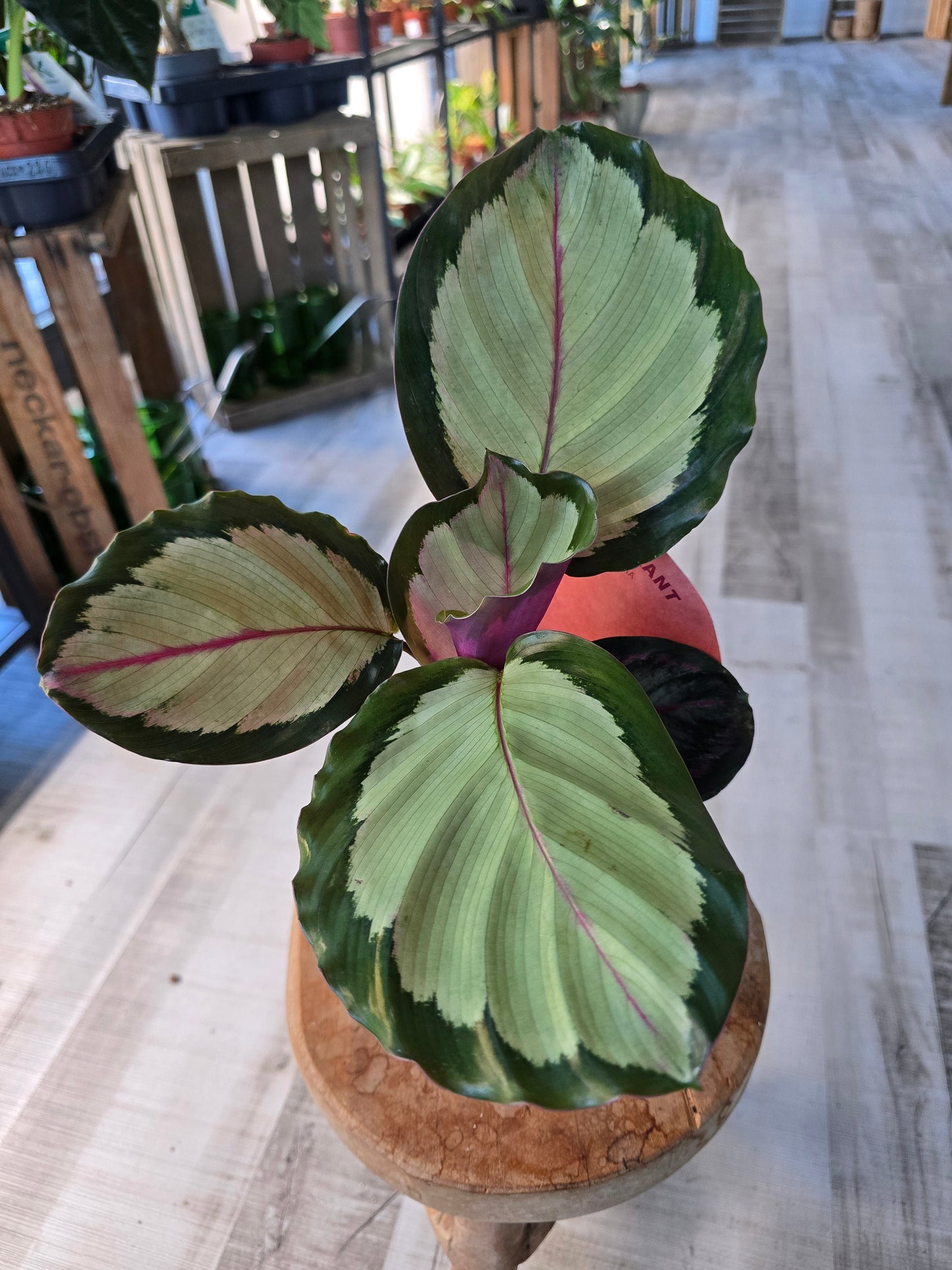 Calathea Corona