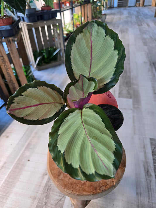 Calathea Corona