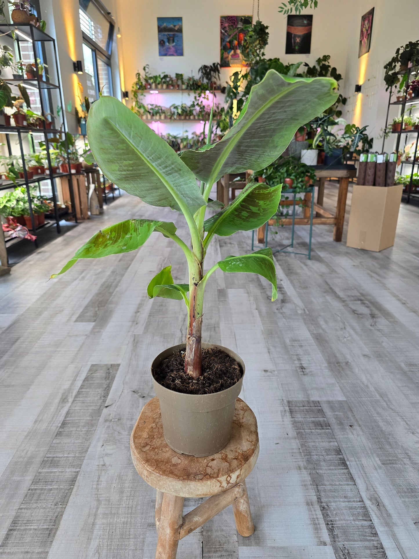 Musa Dwarf Cavendish