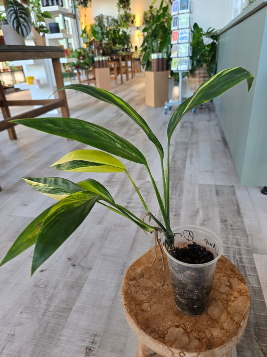 Epipremnum Amplissimum variegata