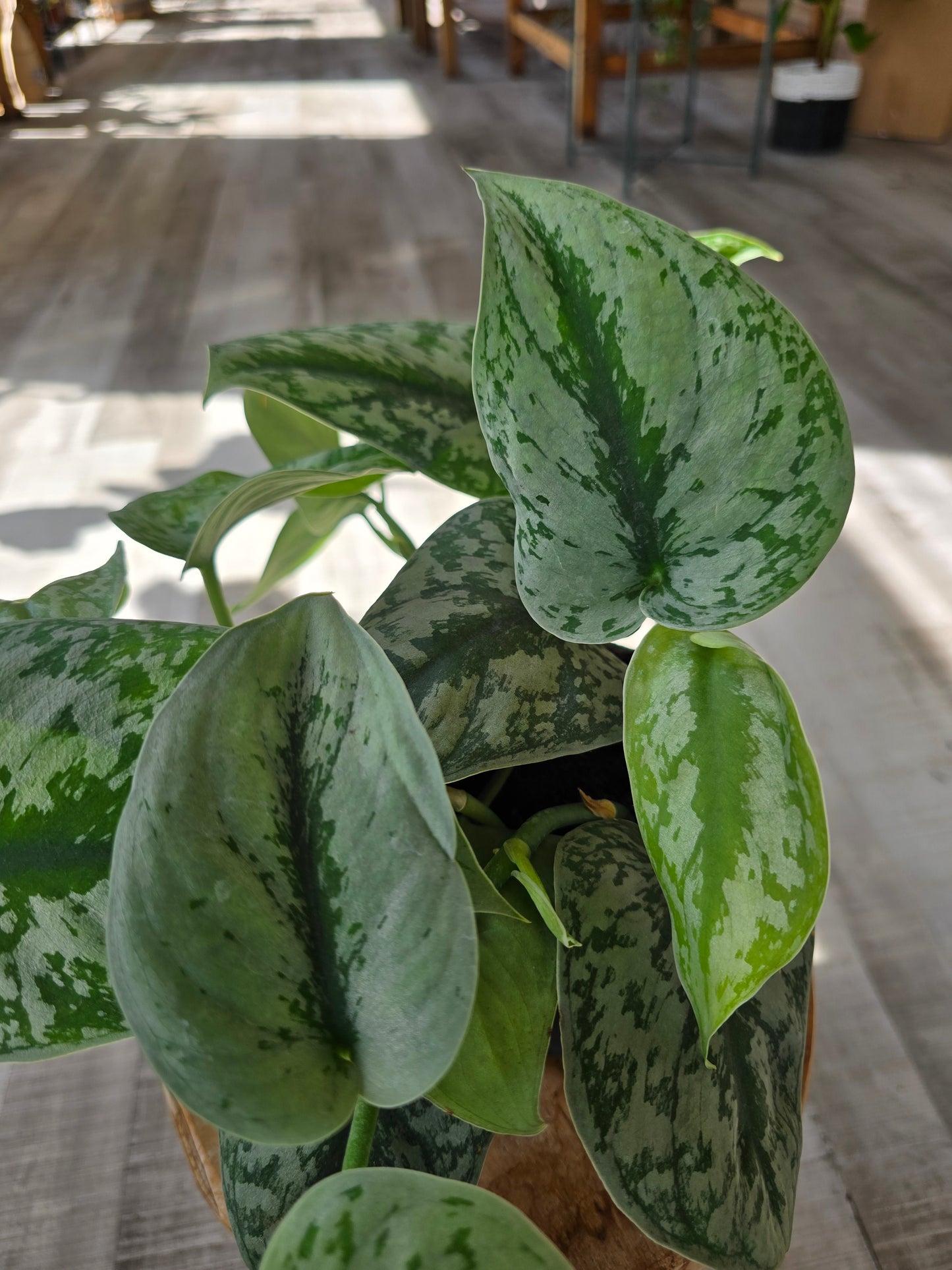 Scindapsus Pictus Exotica