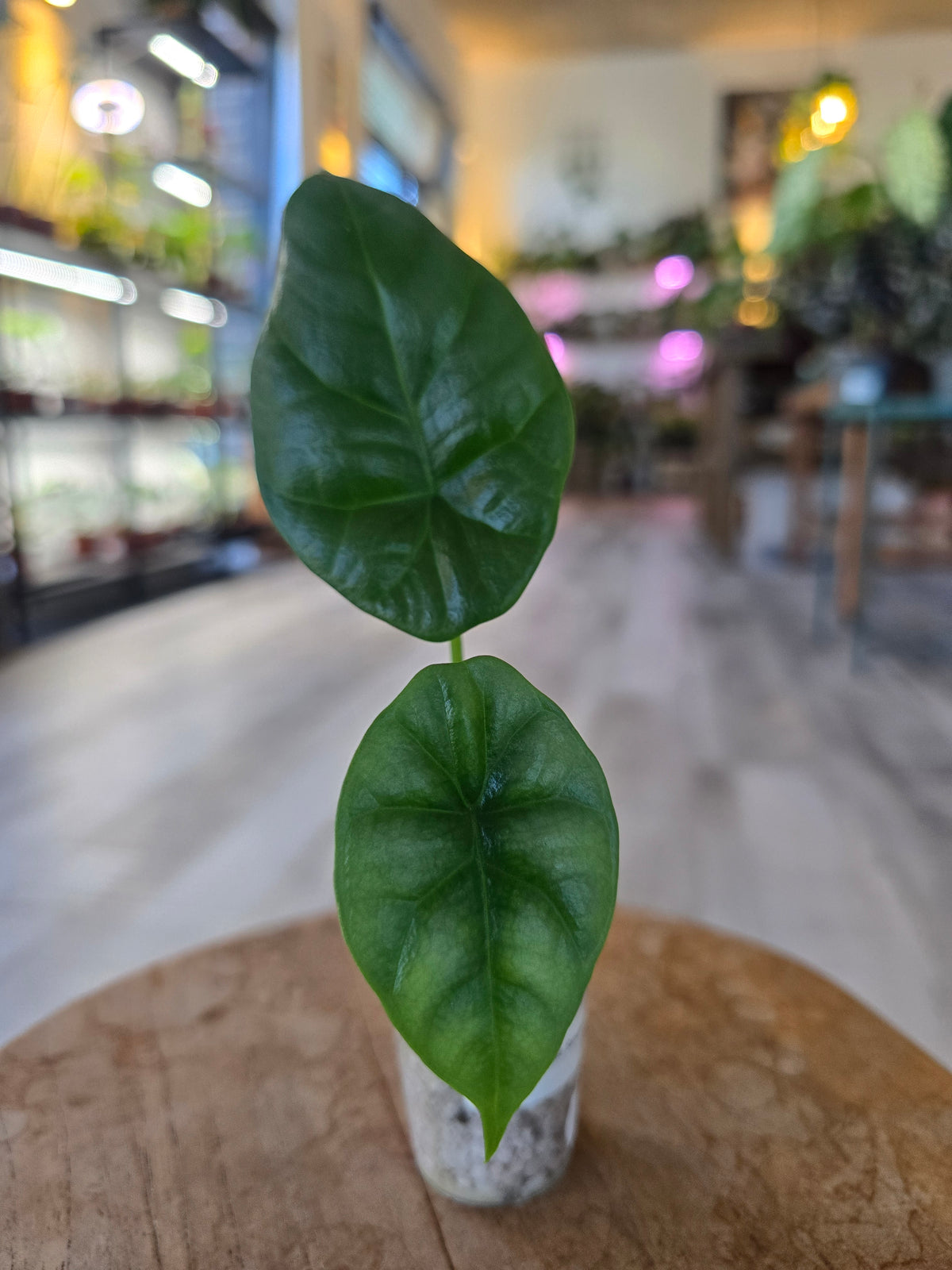 Alocasia Sinuata (JP)
