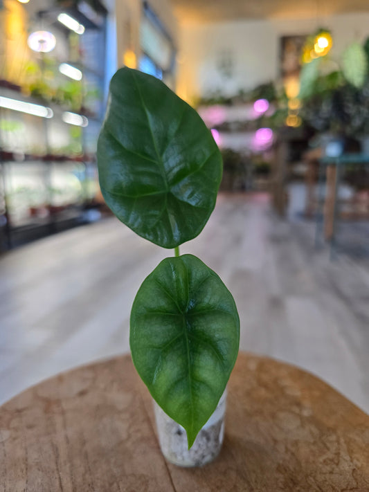 Alocasia Sinuata (JP)