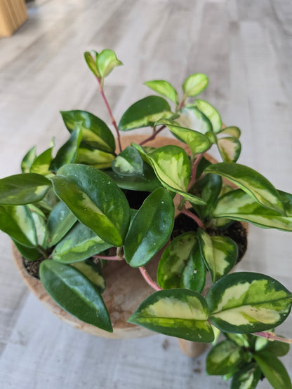 Hoya carnosa 'Tricolor' 'S'