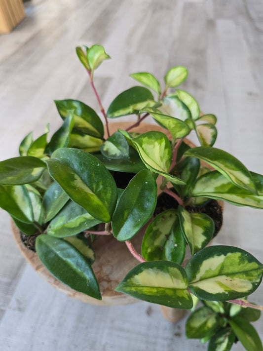 Hoya carnosa 'Tricolor' 'S'