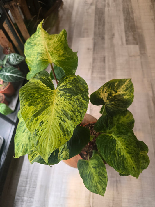 Homalomena Red Stem variegata