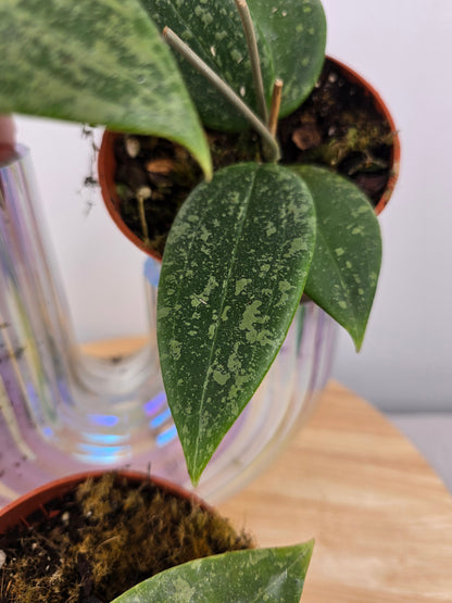 Hoya wibergiae