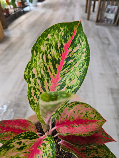 Aglaonema Spring Red