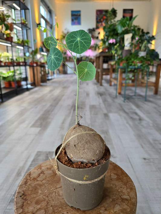Stephania erecta