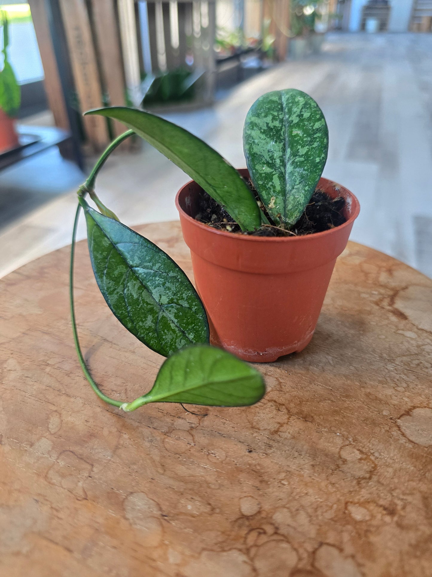 Hoya 'Crassipetiolata' Splash (1)