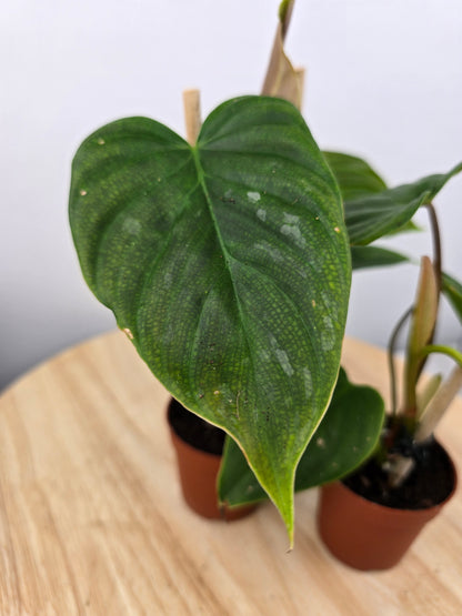 Philodendron 'Majestic'
