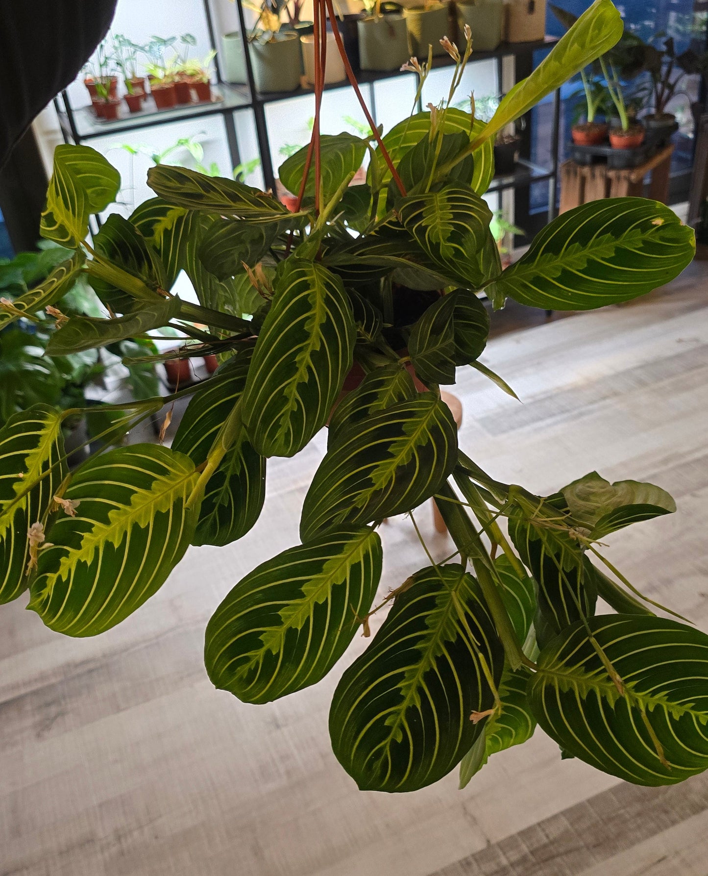 Maranta Leuconeura 'Lemon Lime'