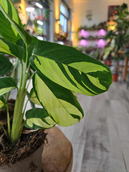 Ctenanthe Lubbersiana Golden Mosaic