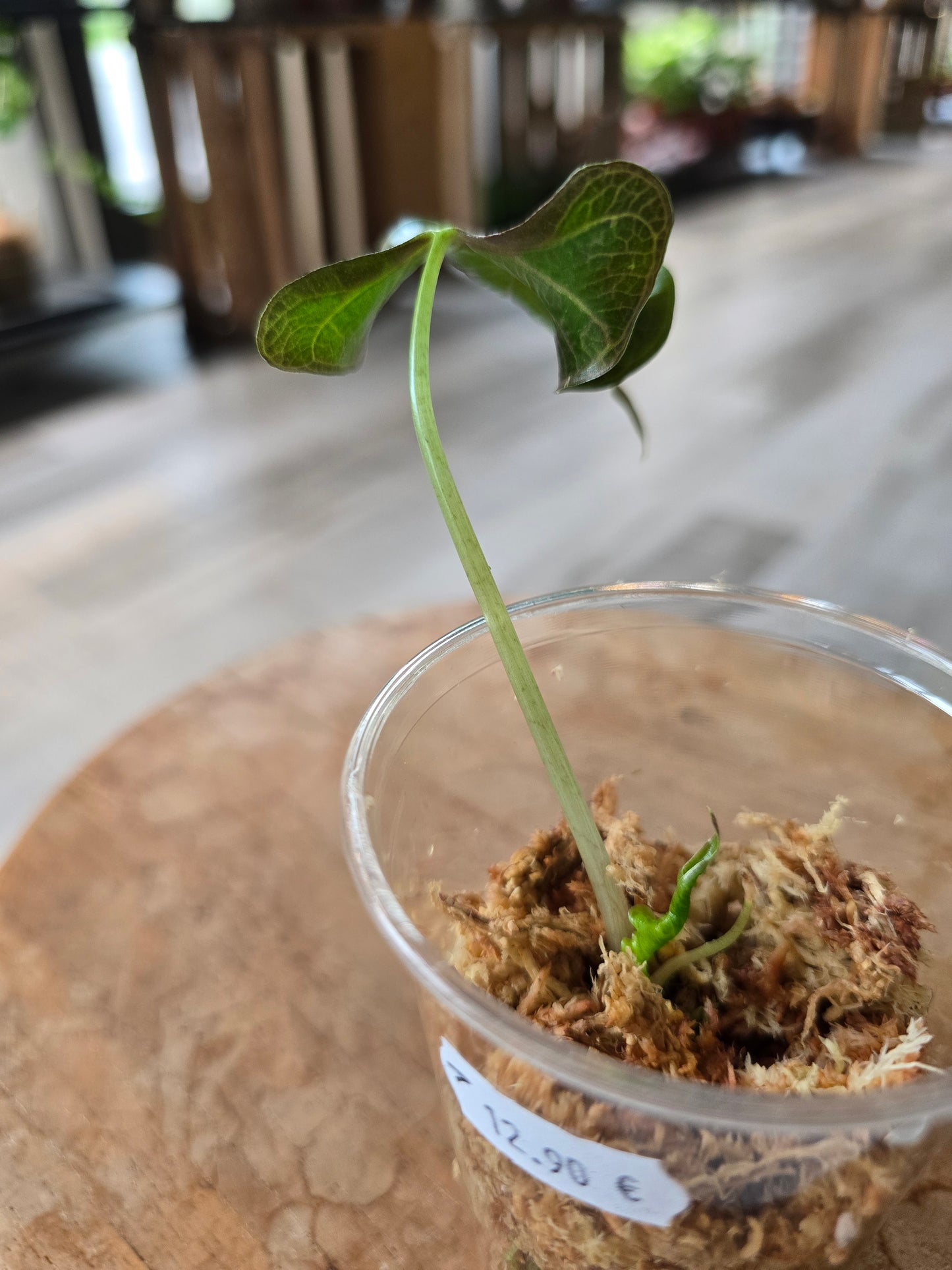 Alocasia Loco (JP1)