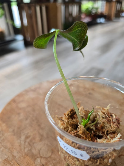 Alocasia Loco (JP1)