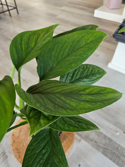 Monstera pinnatipartita