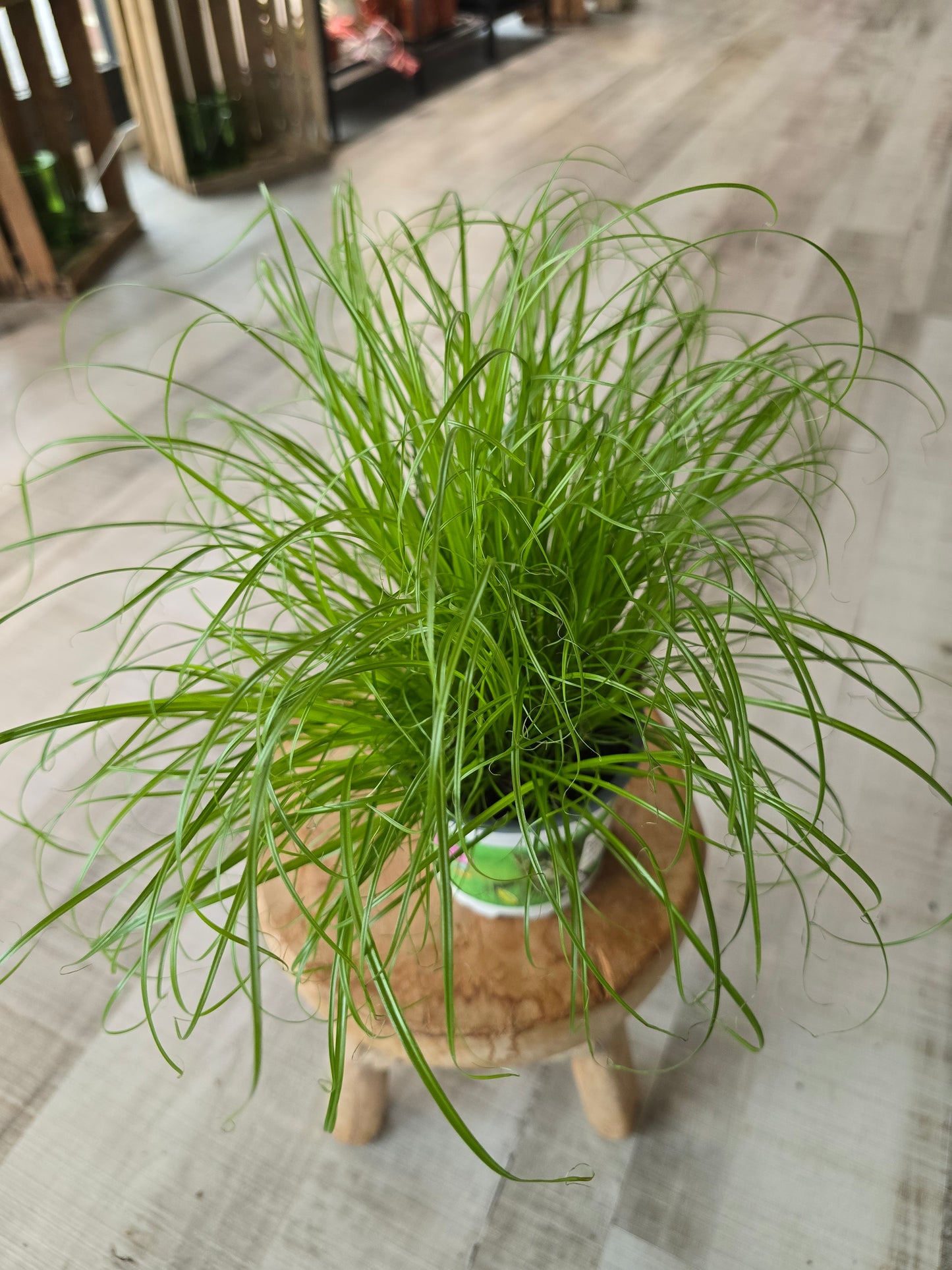 Cyperus Zumula (Katzengras)