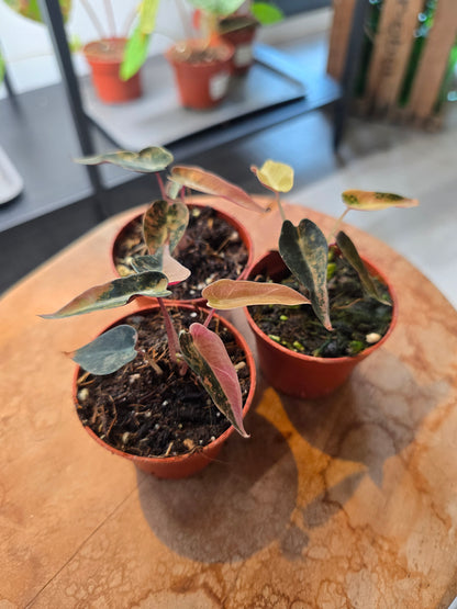 Alocasia Bambino Aurea