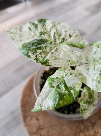 Alocasia Macrorrhiza Splash (JP1)
