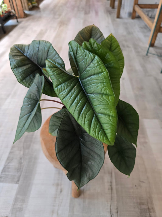 Alocasia Platinum