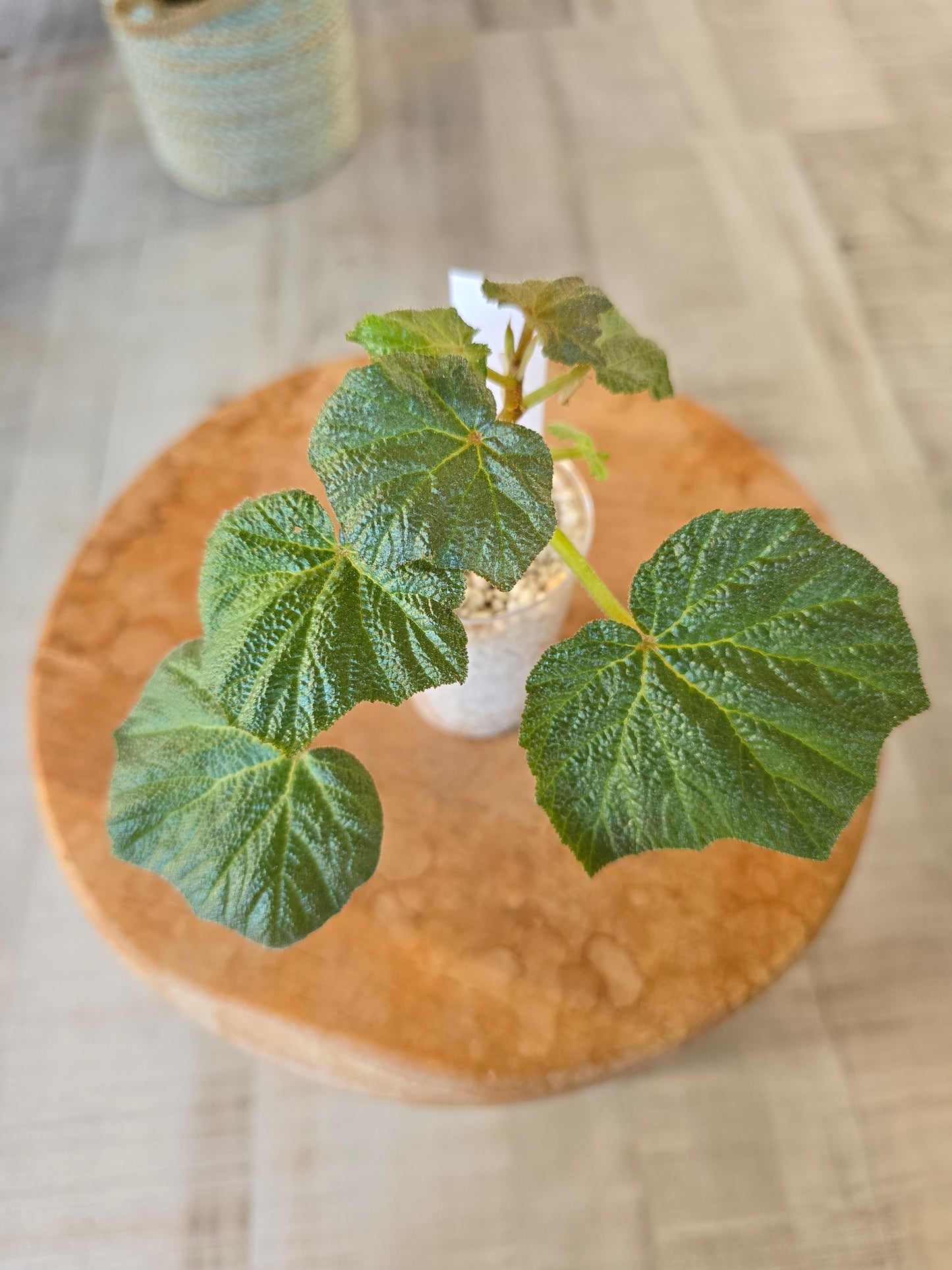 Begonia Boomer (RC4)