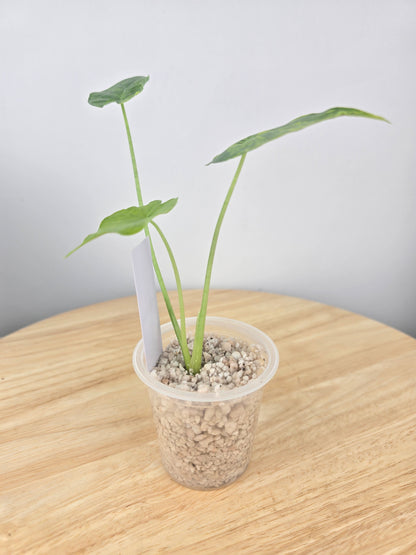 Alocasia gageana aurea (JP)