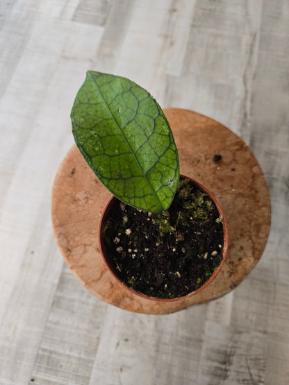 Hoya clemensiorum 'short leaf'