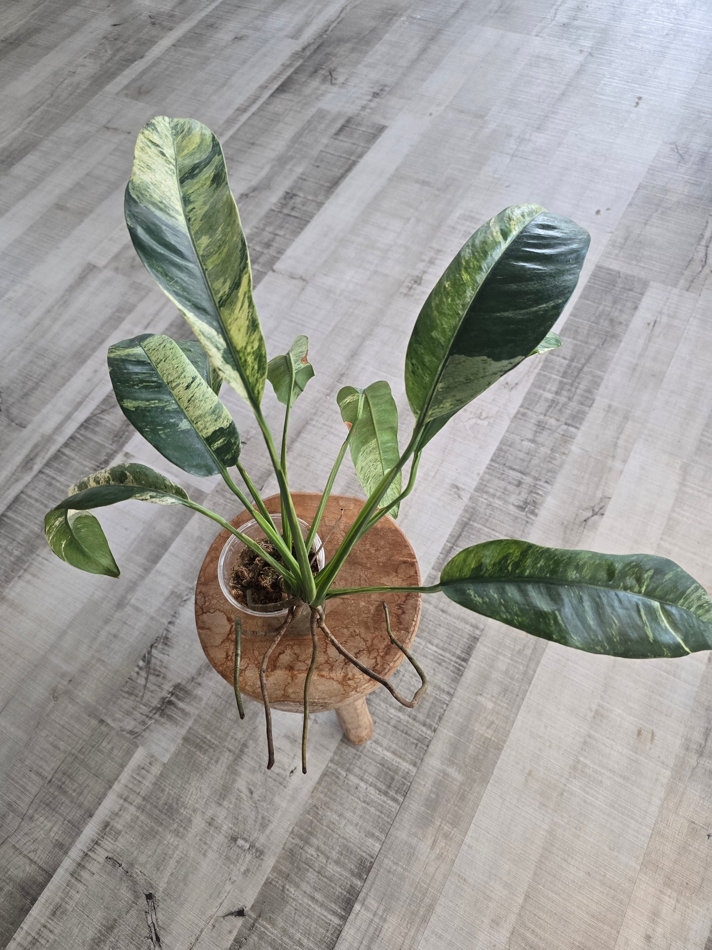 Epipremnum Giganteum variegata