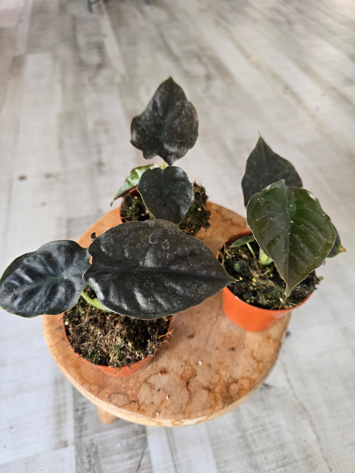 Alocasia infernalis 'Black Magic'