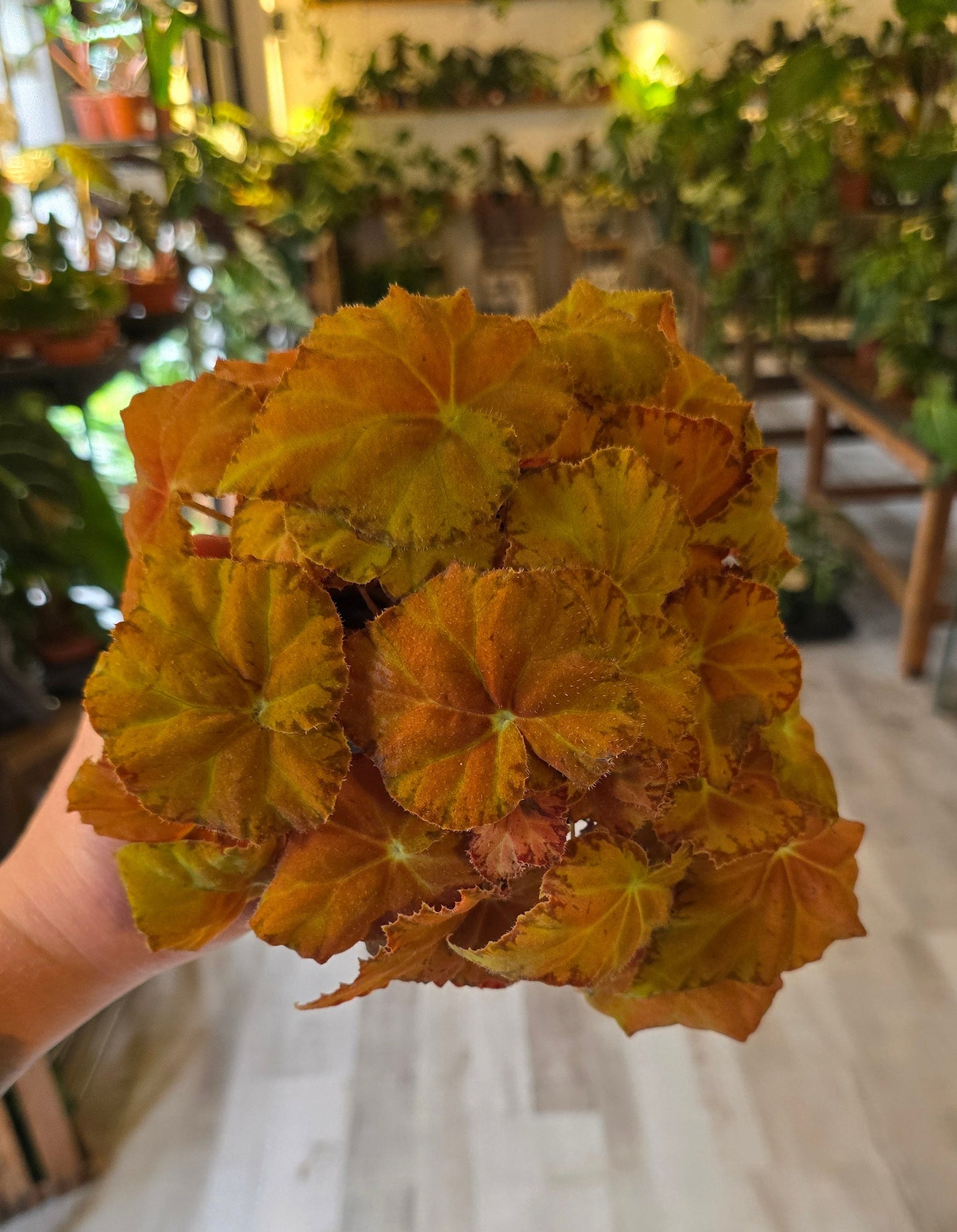 Begonia Autumn Amber