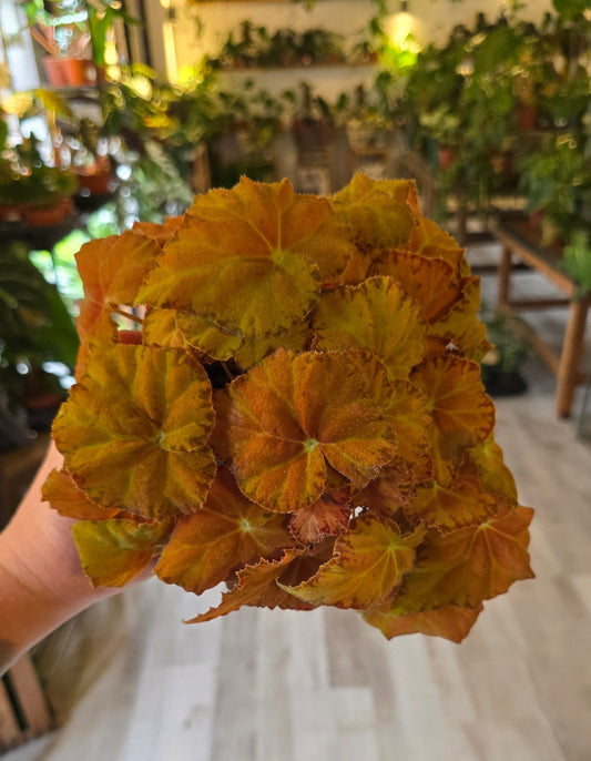 Begonia Autumn Amber