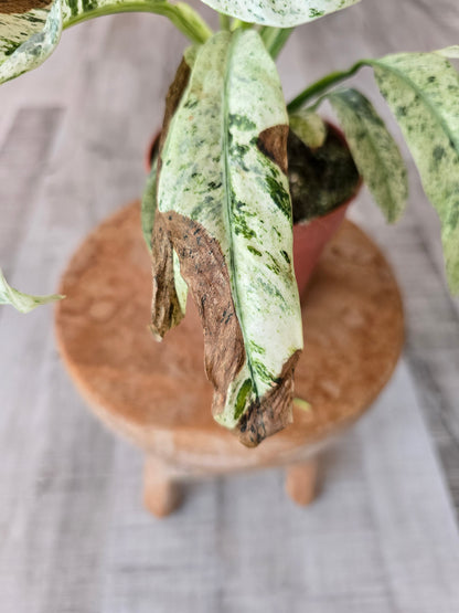 Rhaphidophora puberula variegata (SC2)