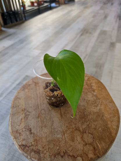 Homalomena rubescens 'Maggy'