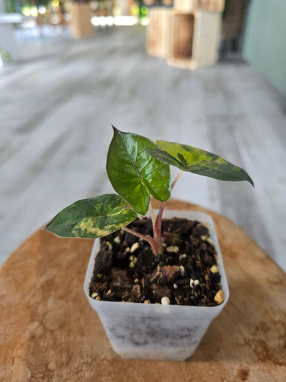Alocasia Yucatan Princess aurea variegata
