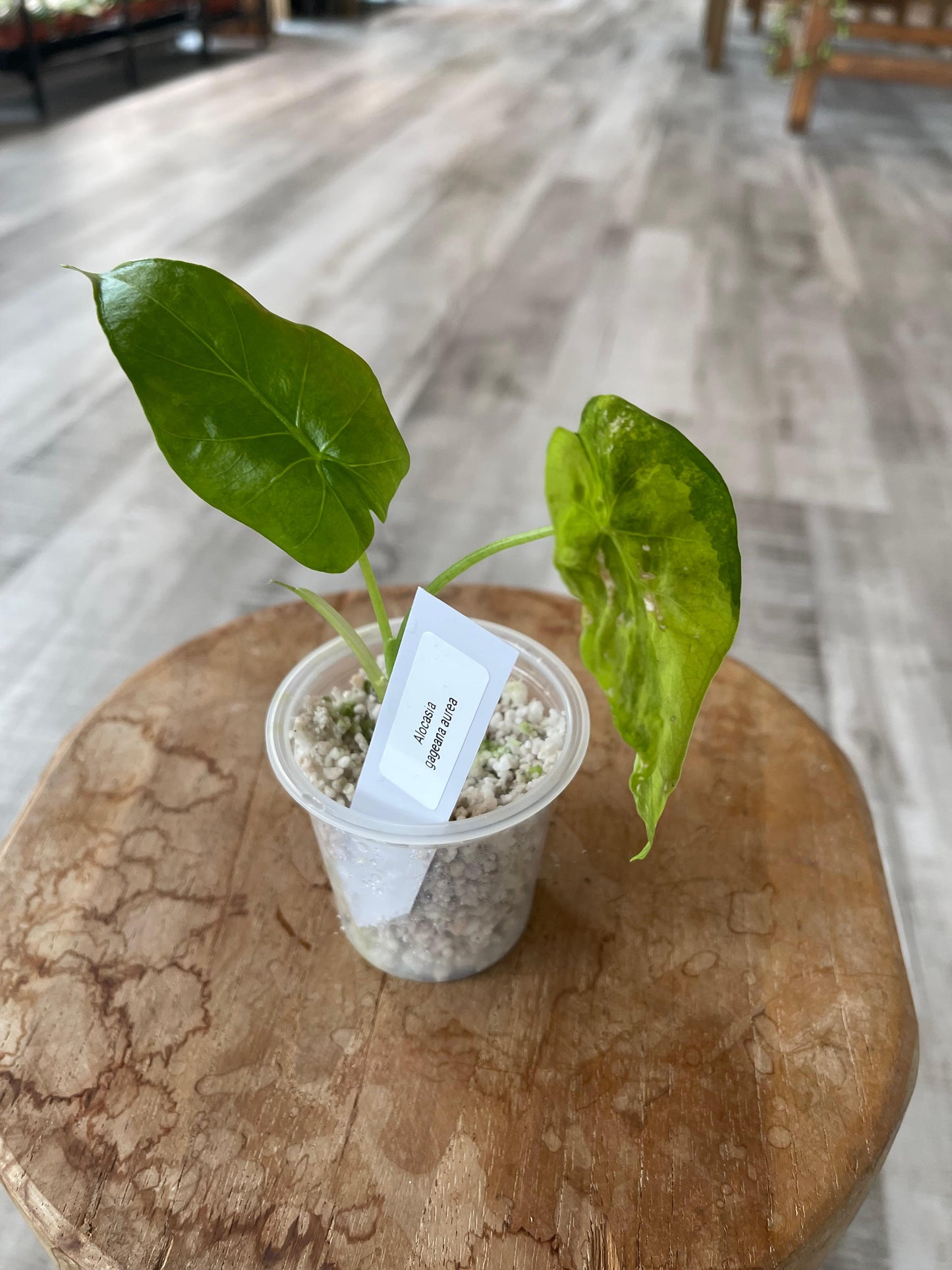 Alocasia Gageana Aurea (JP)