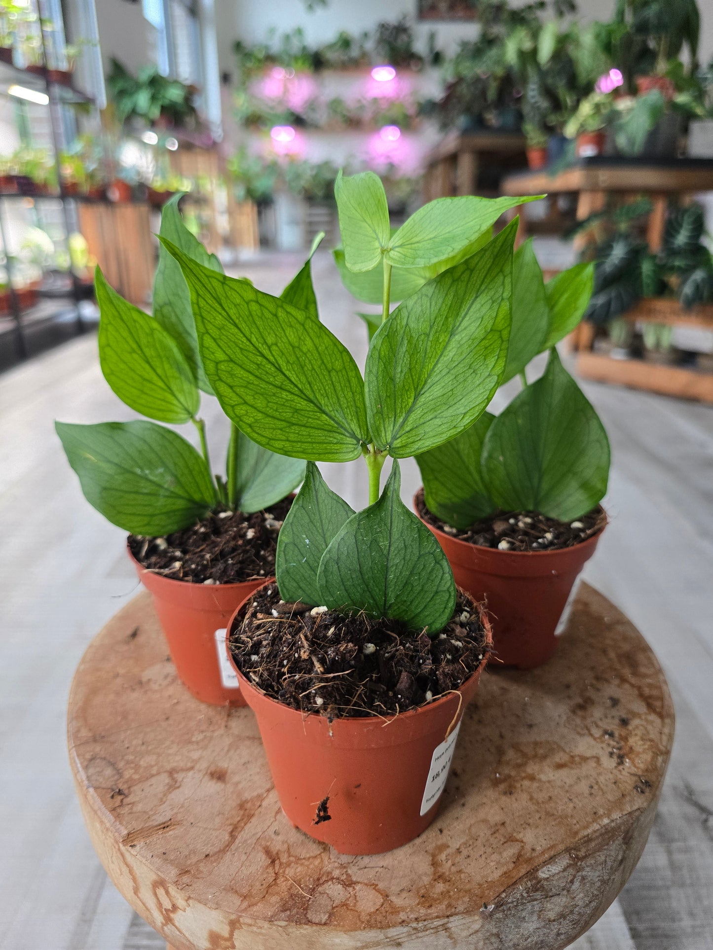 Hoya polyneura
