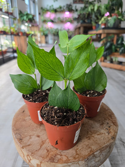 Hoya polyneura