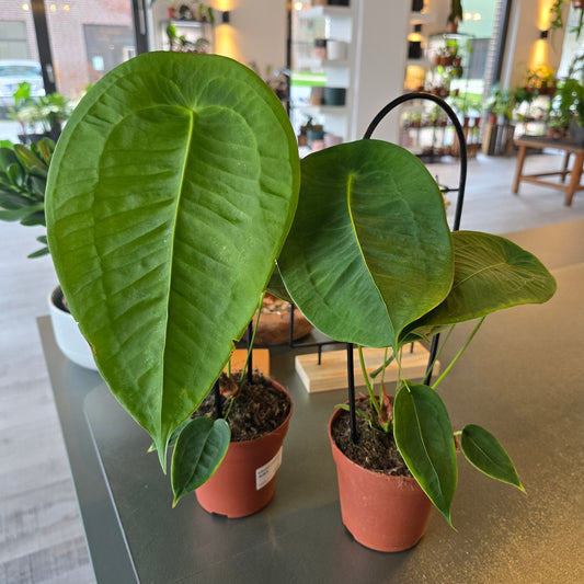 Anthurium Peltigerum