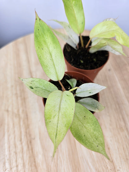 Philodendron 'Snowdrift'