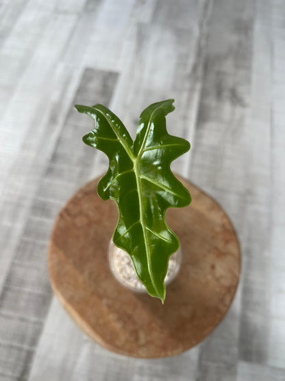 Alocasia Sanderiana Nobilis