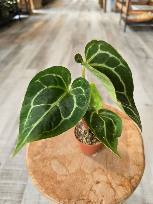 Anthurium Crystallinum