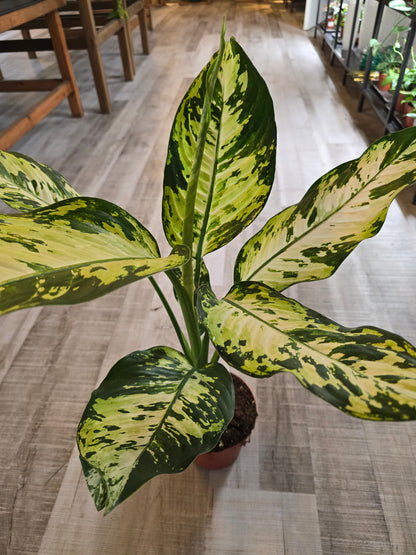 Dieffenbachia 'Yellow Star'