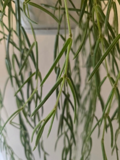 Hoya Linearis