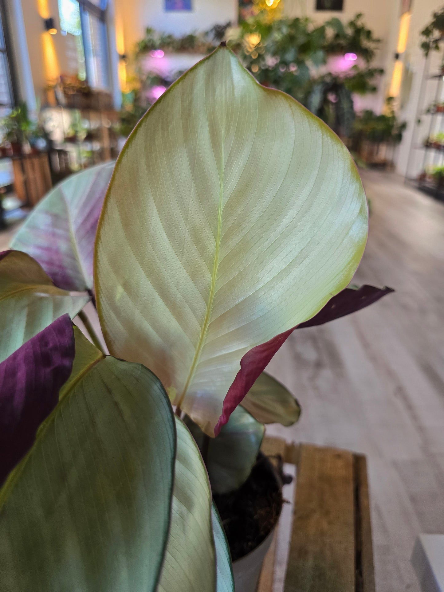 Calathea 'Silver Plate'